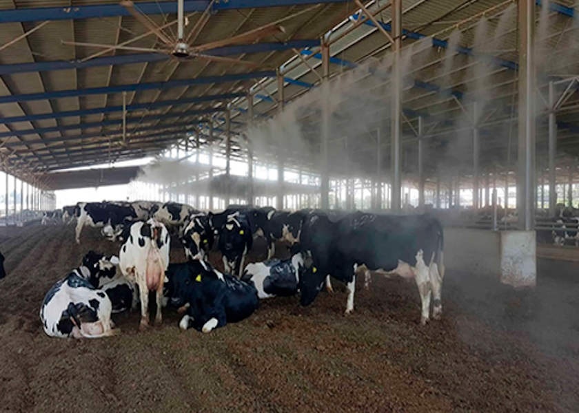 Israeli Dairy School Shares Success Dairy Herd